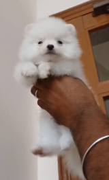 Order Female Toy Pomeranian Puppy from Vizag